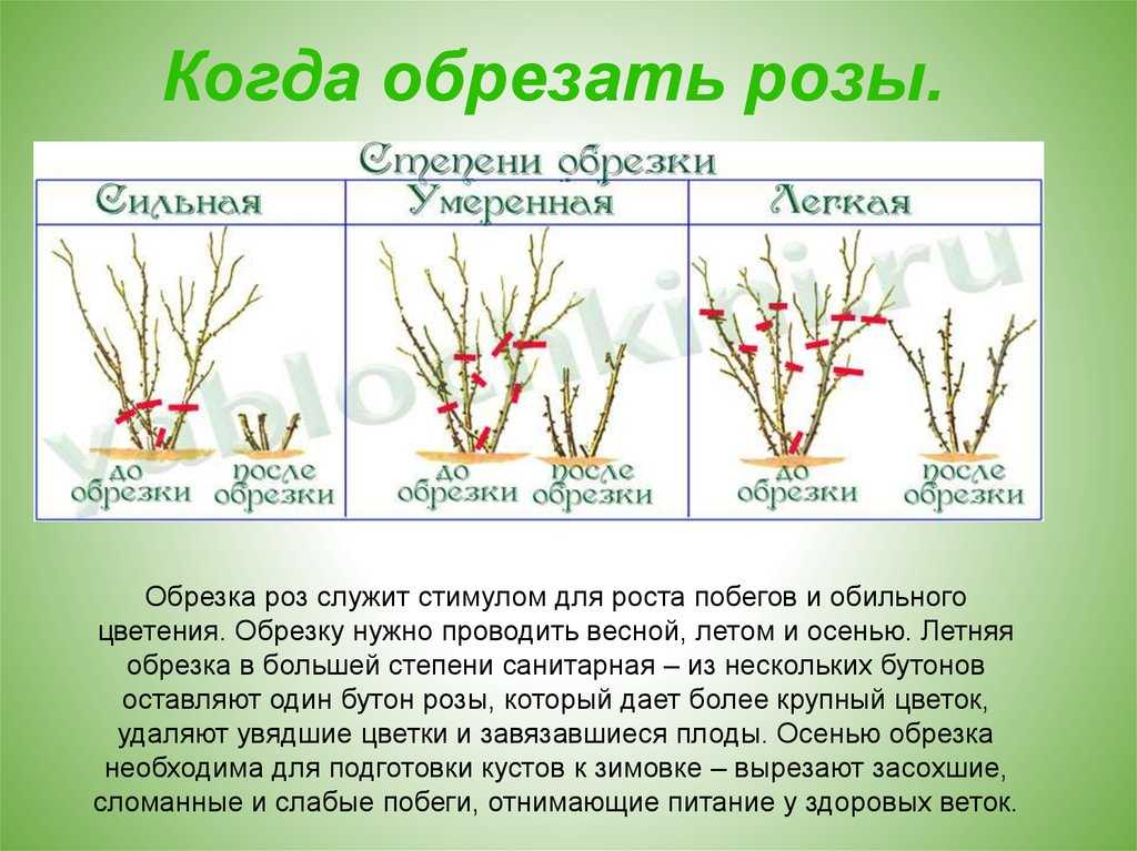 когда обрезать розы